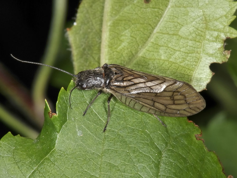 Larva con troppe zampe